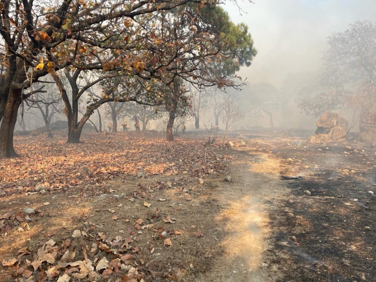 Reportan Controlado incendio forestal en Bosque La Primavera después 10 horas de trabajo
