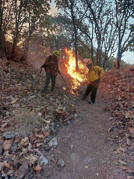 Desde 2019 han sido detenidas 26 personas por iniciar incendios forestales